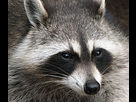 https://www.noelshack.com/2013-33-1376829870-220px-raccoon-procyon-lotor-2.jpg