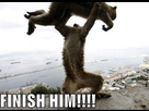 https://image.noelshack.com/fichiers/2013/34/1376909444-lolcats-finish-him.jpg