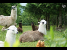 https://image.noelshack.com/fichiers/2013/34/1376941579-familledelama.png
