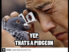 https://www.noelshack.com/2013-34-1376992152-pigeon.jpg