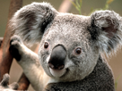 https://image.noelshack.com/fichiers/2013/34/1377296256-koala.jpg