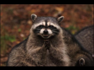 https://image.noelshack.com/fichiers/2013/34/1377457110-evil-mastermind.png