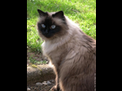 https://image.noelshack.com/fichiers/2013/35/1377529282-isis-ma-chatte.jpg