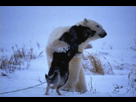 https://image.noelshack.com/fichiers/2013/35/1377945293-fond-d-ecran-ours-polaire-avec-un-chien-wallpaper-white-be.jpg
