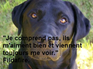 https://image.noelshack.com/fichiers/2013/36/1378157375-fildog.jpg