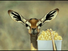 https://www.noelshack.com/2013-36-1378252271-eating-popcorn-gif.gif