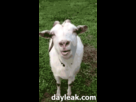 https://image.noelshack.com/fichiers/2013/37/1379254750-r4iwoj7.gif