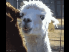 https://image.noelshack.com/fichiers/2013/38/1379458249-1350455430-1350454770000.gif