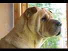 https://image.noelshack.com/fichiers/2013/38/1379507008-4958249-le-chien-sur-un-canape-regarde-par-la-fenetre.jpg