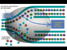 https://image.noelshack.com/fichiers/2013/38/1379615668-replicationdeladn2.png