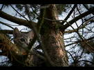 https://image.noelshack.com/fichiers/2013/39/1380316253-moustique-arbre.jpg