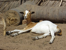 https://image.noelshack.com/fichiers/2013/40/1380832513-chevre-au-soleil.jpg