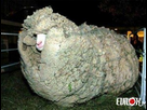 https://image.noelshack.com/fichiers/2013/40/1380889023-mouton-laine-300x229.jpg