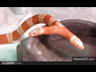 https://image.noelshack.com/fichiers/2013/41/1381441371-double-headed-snake-gif-53921.gif