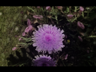 https://image.noelshack.com/fichiers/2013/42/1381863954-enb2013-10-8-18-47-8.png