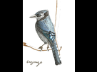https://image.noelshack.com/fichiers/2013/43/1382455915-bird.jpg