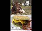 https://image.noelshack.com/fichiers/2013/44/1383441634-vache-cochon.jpg