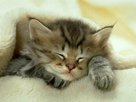 https://image.noelshack.com/fichiers/2013/45/1383854601-ma-pauvre-lucette-petit-chat-3.jpg