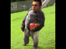 https://image.noelshack.com/fichiers/2013/47/1385152246-lindlamasseportantunfoie.png