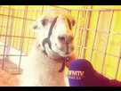 https://image.noelshack.com/fichiers/2013/48/1385938797-bfm-tv-a-meme-essaye-de-faire-une-interview-du-lama-1445273-460x306.jpg