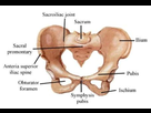 https://image.noelshack.com/fichiers/2013/49/1386434382-pelvis-2127.jpg