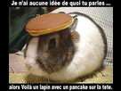 https://image.noelshack.com/fichiers/2013/49/1386434662-lapin-pancake.jpg