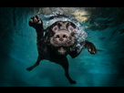 https://image.noelshack.com/fichiers/2013/50/1386604821-tete-chien-drole-635x406.jpg