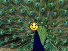 https://image.noelshack.com/fichiers/2013/50/1386668907-hapaon.png