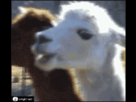 https://image.noelshack.com/fichiers/2013/50/1387047311-lama.gif