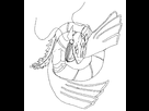 https://image.noelshack.com/fichiers/2013/51/1387213435-dragon2.png
