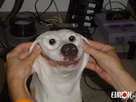 https://image.noelshack.com/fichiers/2013/51/1387381707-sourire-force-chien.jpg