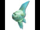 https://image.noelshack.com/fichiers/2013/52/1387822838-poisson-perciforme-mh3u.png