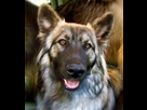 https://image.noelshack.com/fichiers/2013/52/1388010628-face-of-american-alsatian-wallpaper.jpg