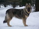 https://image.noelshack.com/fichiers/2013/52/1388010677-alsatianshepalute.jpg