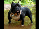 https://image.noelshack.com/fichiers/2013/52/1388011156-1358946842-475685507-4-magnifique-etalon-american-bully-abkc-pocket-dispo-a-vendre.jpg