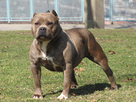 https://image.noelshack.com/fichiers/2013/52/1388011190-american-bully-dog-pictures-1-4.jpg