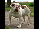 https://image.noelshack.com/fichiers/2013/52/1388012073-olde-english-bulldogge.jpg