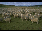 https://image.noelshack.com/fichiers/2013/52/1388070240-mouton.jpg