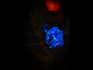 https://image.noelshack.com/fichiers/2013/52/1388143025-lampe-bleu-sapin.jpg