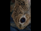 https://image.noelshack.com/fichiers/2013/52/1388143048-oeil-de-lapin.jpg