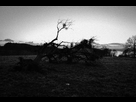 https://image.noelshack.com/fichiers/2013/52/1388351266-arbre-deracine.jpg