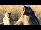 https://image.noelshack.com/fichiers/2014/01/1388582252-baboons-0.jpg