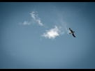 https://image.noelshack.com/fichiers/2014/01/1388612248-mouette.jpg