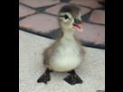 https://www.noelshack.com/2014-01-1388662402-cute-duckling-400x430.jpg