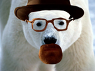 https://image.noelshack.com/fichiers/2014/02/1389095461-polar-bear5.jpg