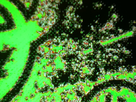 https://image.noelshack.com/fichiers/2014/02/1389099087-img-0084-1.jpg