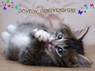 https://image.noelshack.com/fichiers/2014/02/1389215017-chat-anniversaire-1c01e0b.jpg