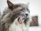 https://image.noelshack.com/fichiers/2014/02/1389382174-1389371364-img-1645-2014-01-10-test.jpg