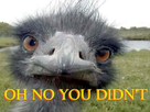 https://image.noelshack.com/fichiers/2014/02/1389396714-oh-no-you-diint-emu.jpg
