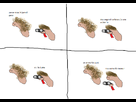 https://image.noelshack.com/fichiers/2014/05/1390933275-n13.png
